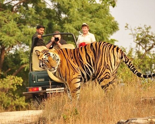 Ranthambore 